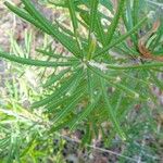 Banksia collina Blad