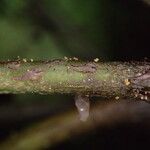 Bolbitis fluviatilis Leaf