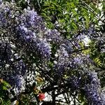 Bolusanthus speciosus Flower