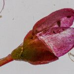 Persicaria minor Fleur