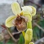 Ophrys bombyliflora Çiçek