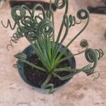 Albuca spiralis Folha