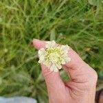 Scabiosa ochroleucaফুল