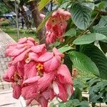 Mussaenda philippicaFlower