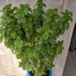 Ocimum americanum Хабит