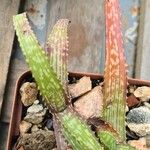 Aloe petrophila Folha