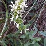 Stachys rectaFlower