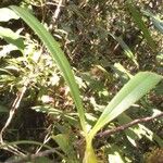 Bulbophyllum comorianum Otro