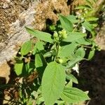 Philadelphus coronariusDeilen