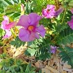 Incarvillea delavayi Blüte