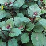 Fuchsia triphylla عادت داشتن