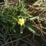 Lithospermum incisum Habitus