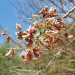 Gliricidia sepium Flower