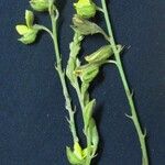 Crotalaria pilosa Anders