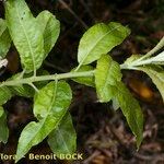 Salix pedicellata Other