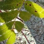 Sorbus americana Blatt