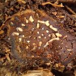 Platycerium elephantotis Other