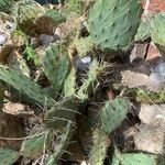 Opuntia littoralis Lapas