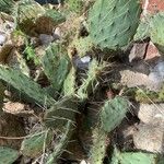 Opuntia littoralis List