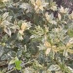 Osmanthus heterophyllus عادت داشتن