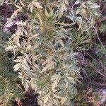 Artemisia biennis Leht