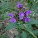 Prunella vulgarisFlower