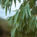Eucalyptus camaldulensis Leaf