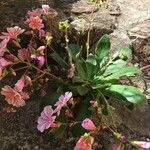 Lewisia cotyledon 花