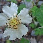 Rosa arvensis Kukka
