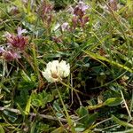 Trifolium occidentale Altul/Alta