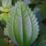 Pilea pumila برگ