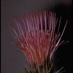 Cirsium andersonii Flor