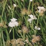 Oenanthe fistulosa Habit