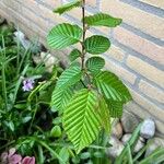 Alnus incana Blad