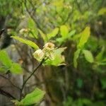 Vaccinium pallidum Flors