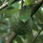 Annona muricata ഫലം