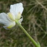 Ranunculus pyrenaeus Çiçek