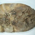 Himatanthus bracteatus Other