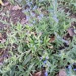 Anchusa officinalis Облик