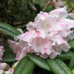 Rhododendron anwheiense