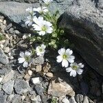 Cerastium latifolium عادت داشتن