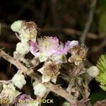 Rubus andegavensis Sonstige