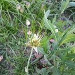 Allium canadense Květ