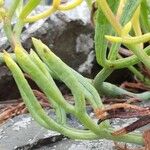 Crithmum maritimum Folio