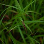 Cymbopogon citratus 葉