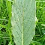 Phacelia californica Leaf