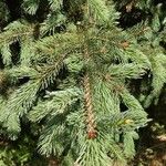 Picea smithiana Leaf