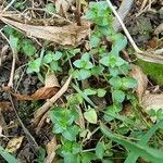 Lysimachia tenella Leaf