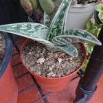 Aloe variegata Φύλλο