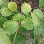 Vincetoxicum nigrum Leaf